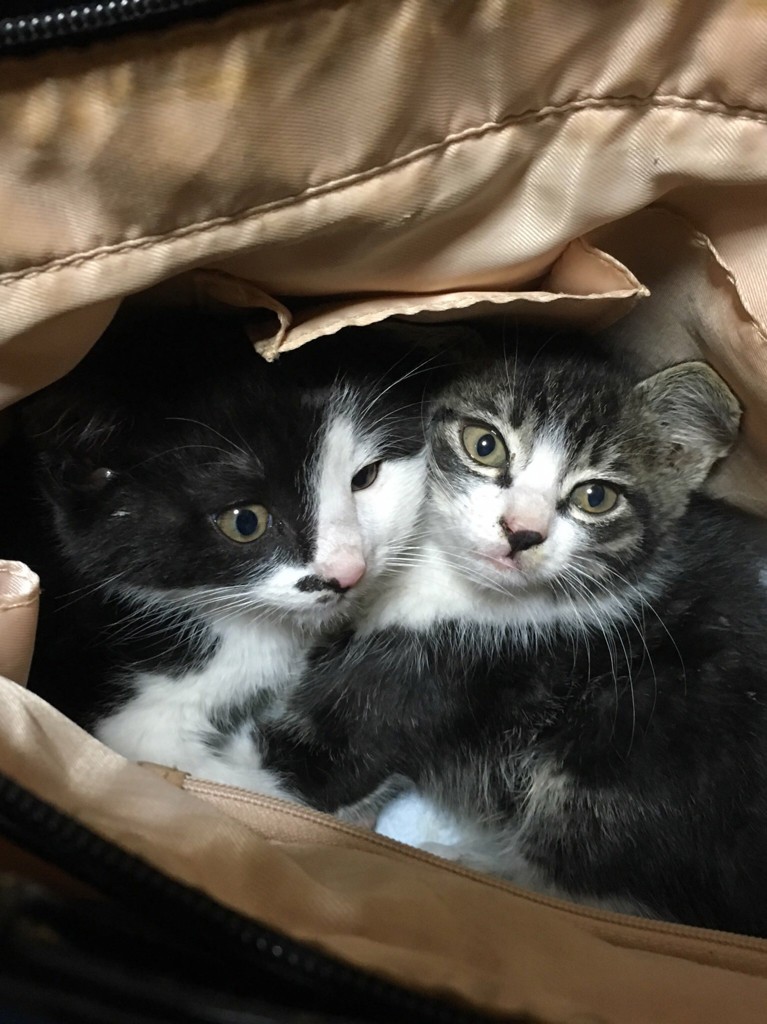 うさこ