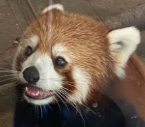 はっぱ