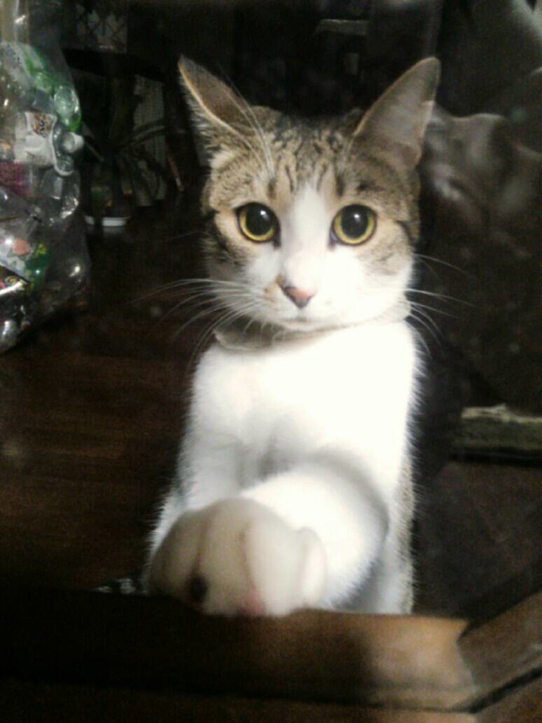 みょんちゃん
