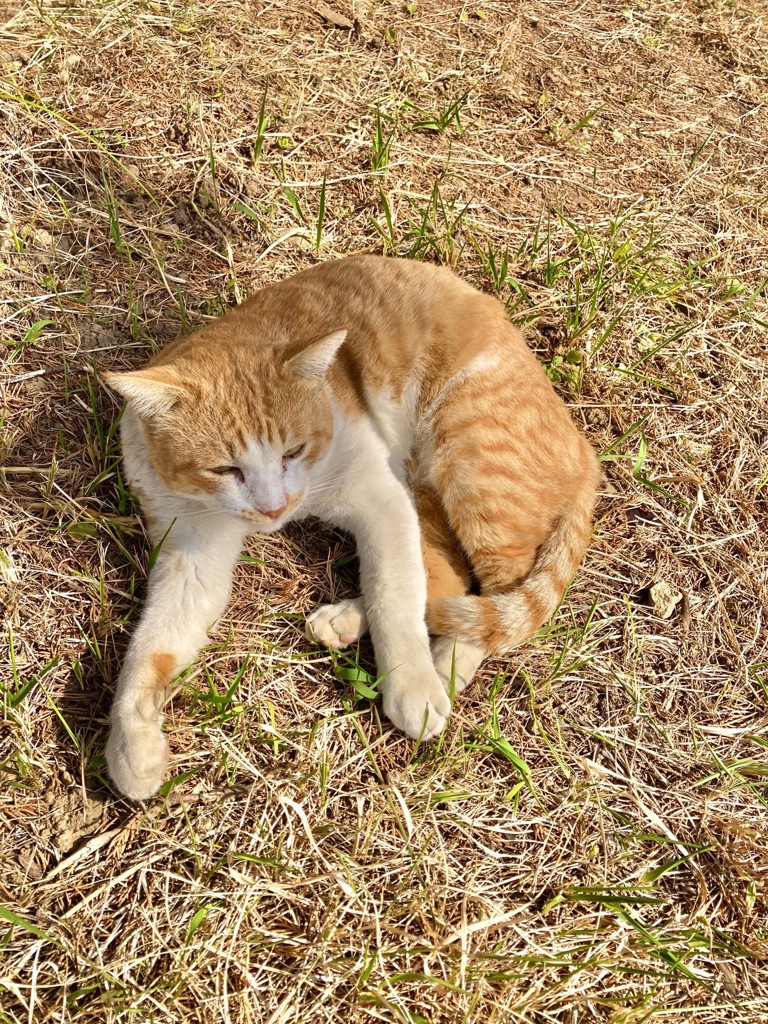 ウルフ