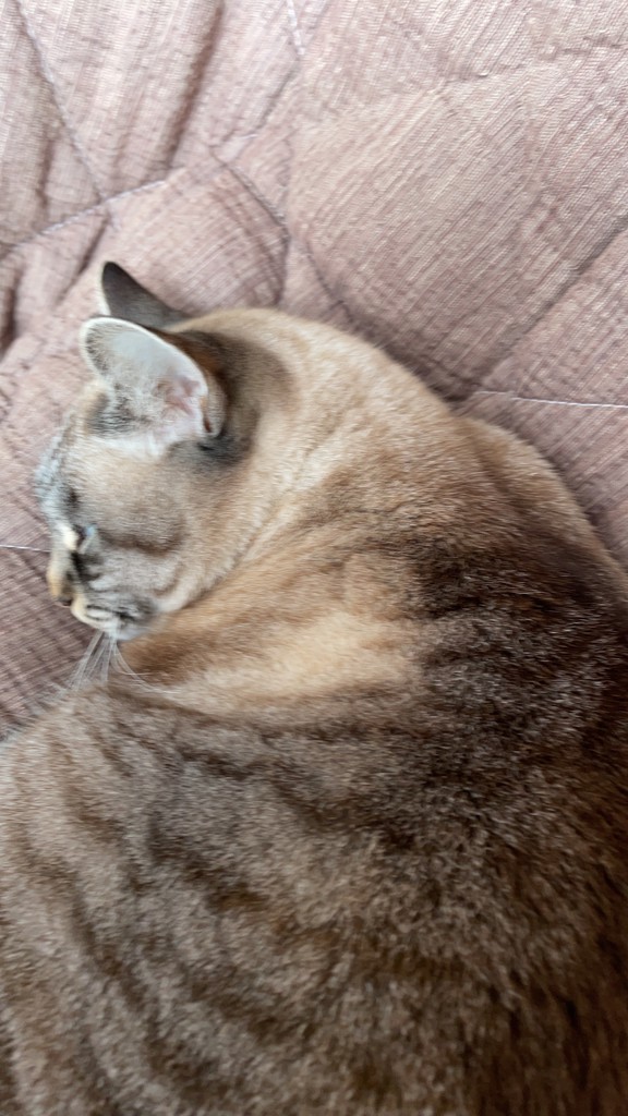 げんち