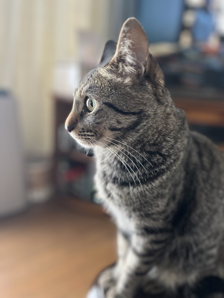 たらキャン