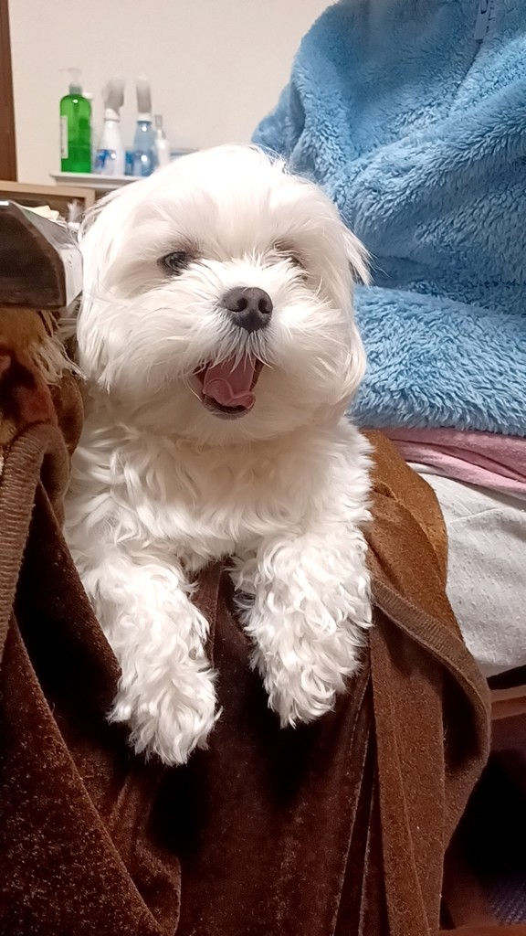 のりんぴー