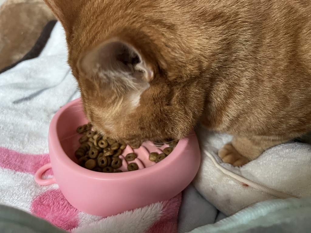 愛猫家