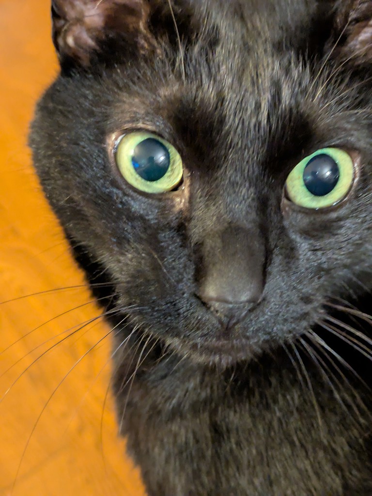 楓