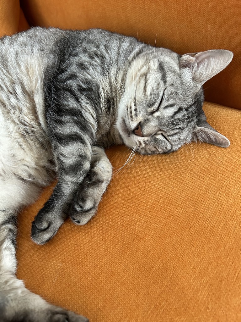 ミー