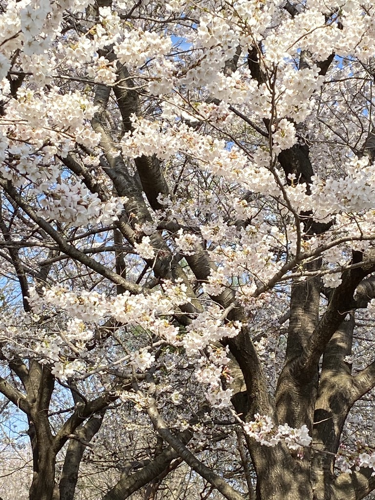 いちご