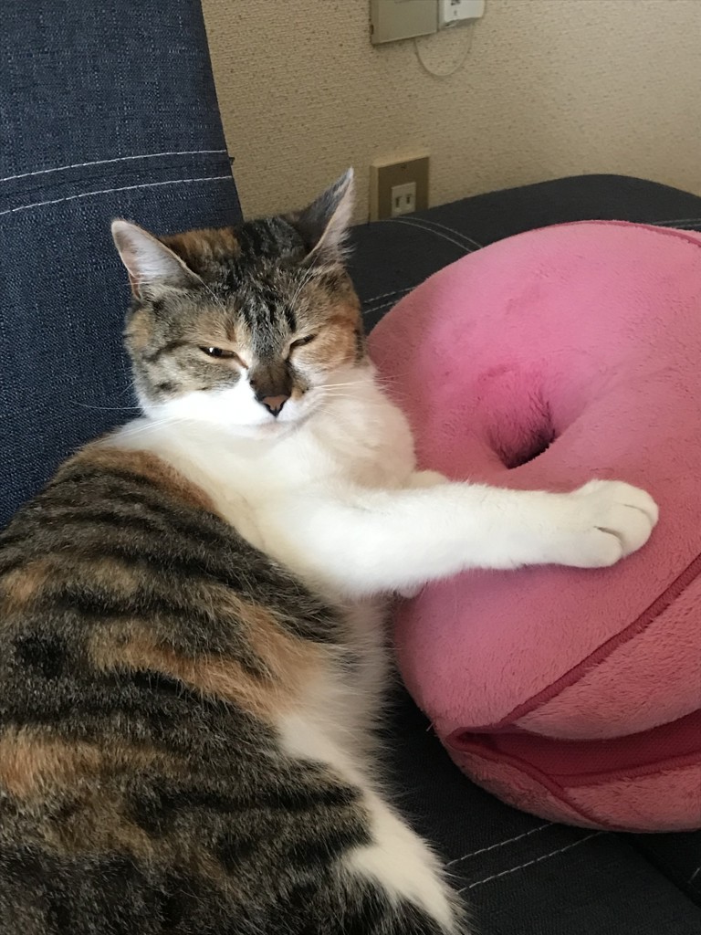 キノコの菌