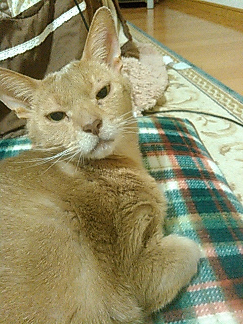 ラオのしっぽ