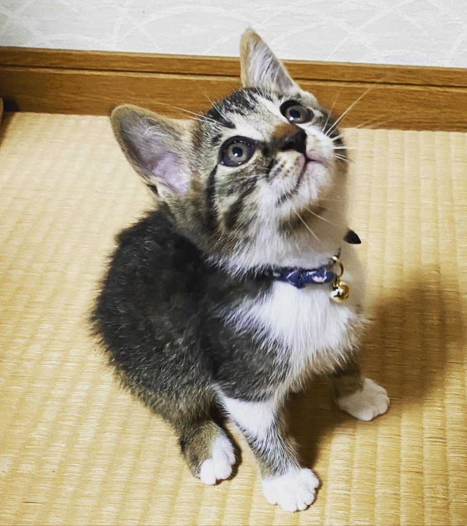 みどりの首輪