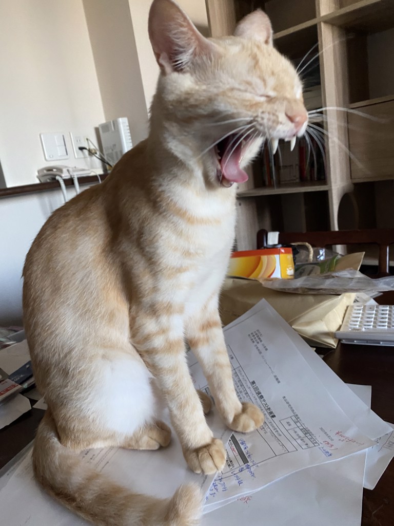 ショコラ