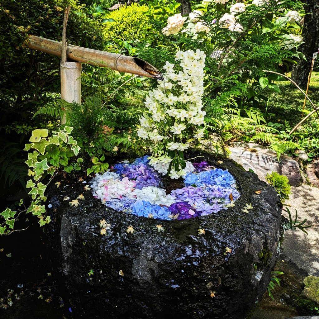 はるこい