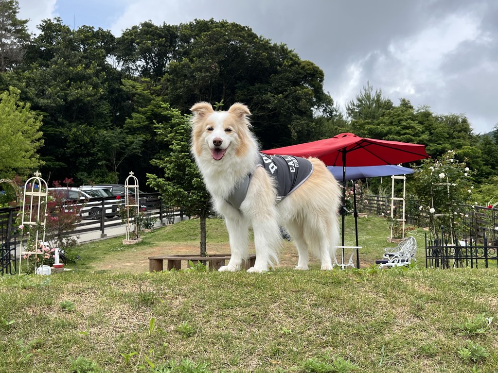 ホッパーママ