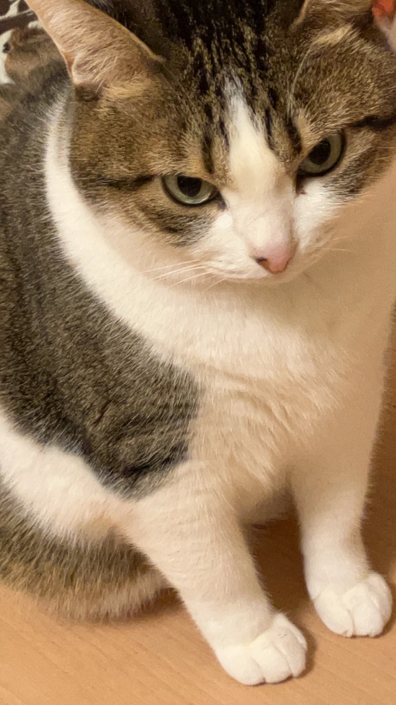 がんこ