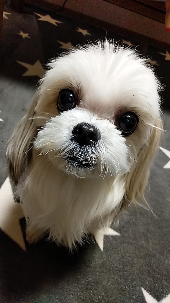 ここあ