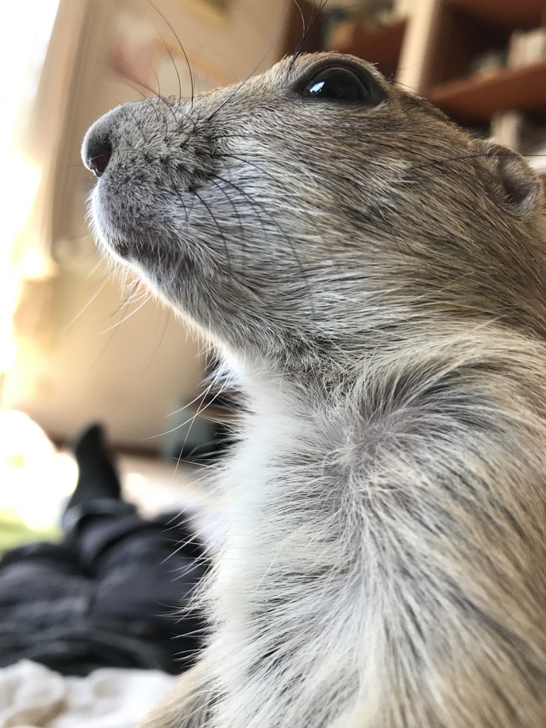 めぐ
