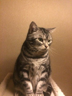 シモン