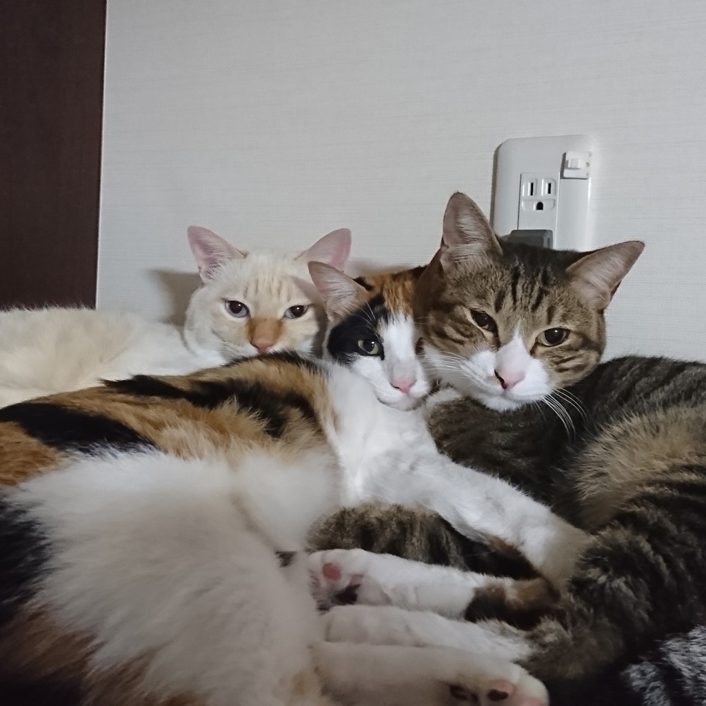 はそこまみ