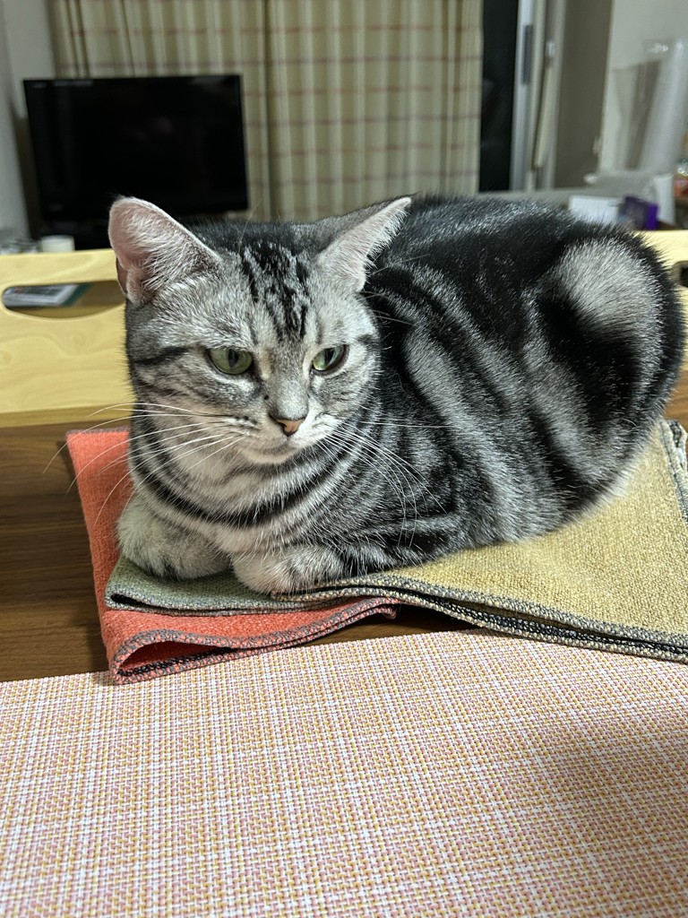 サリー