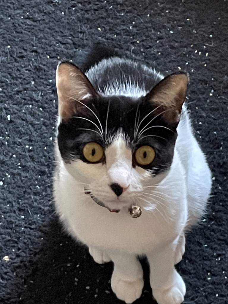 まぐまぐ