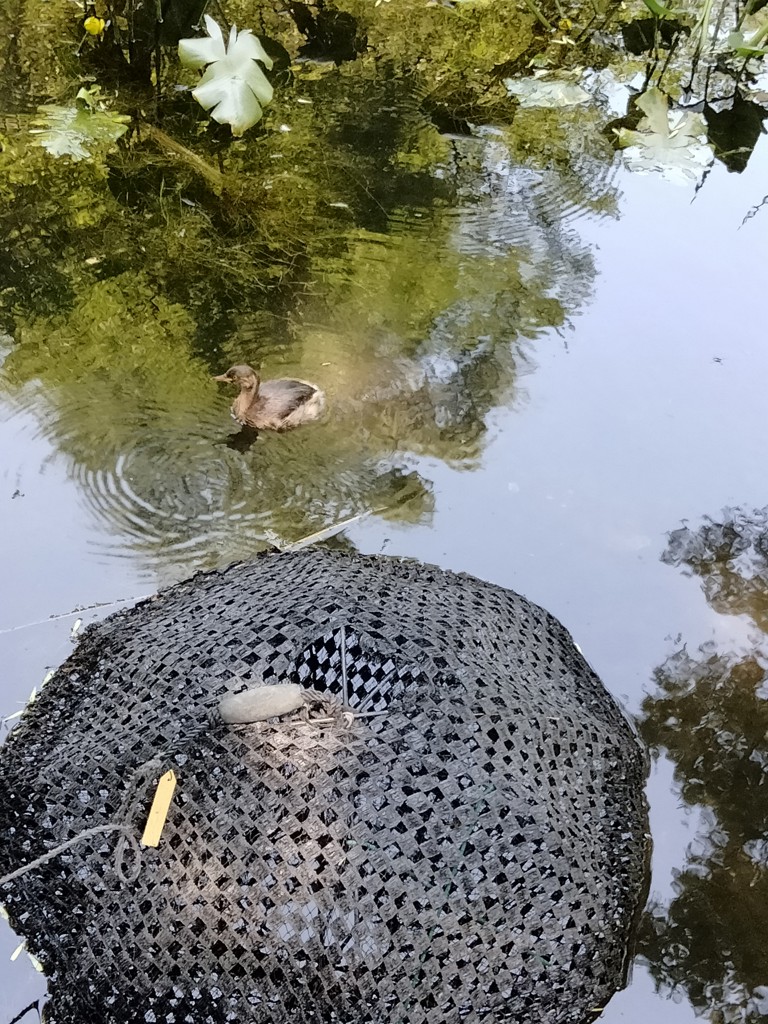 すねお