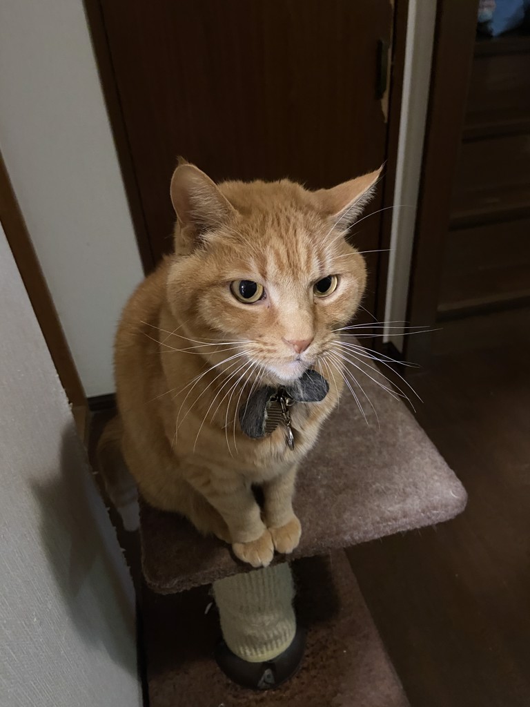とらぢ