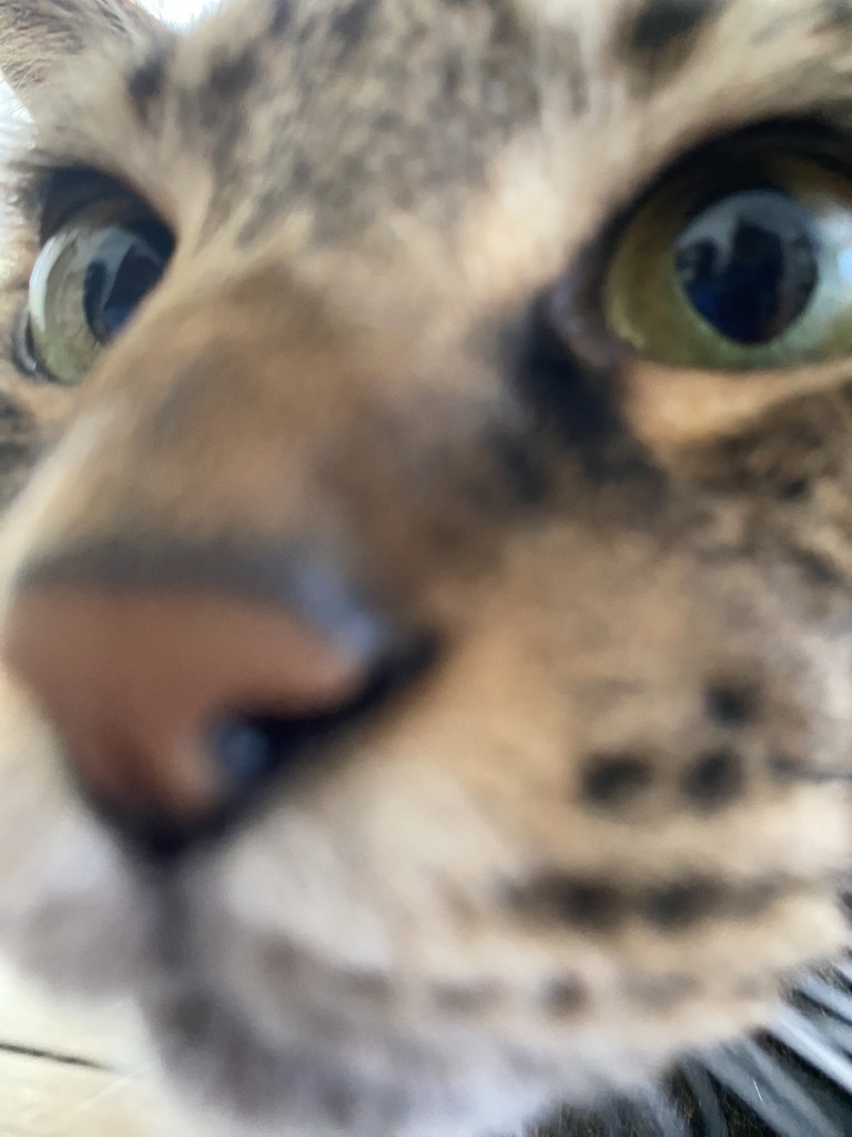 matoix