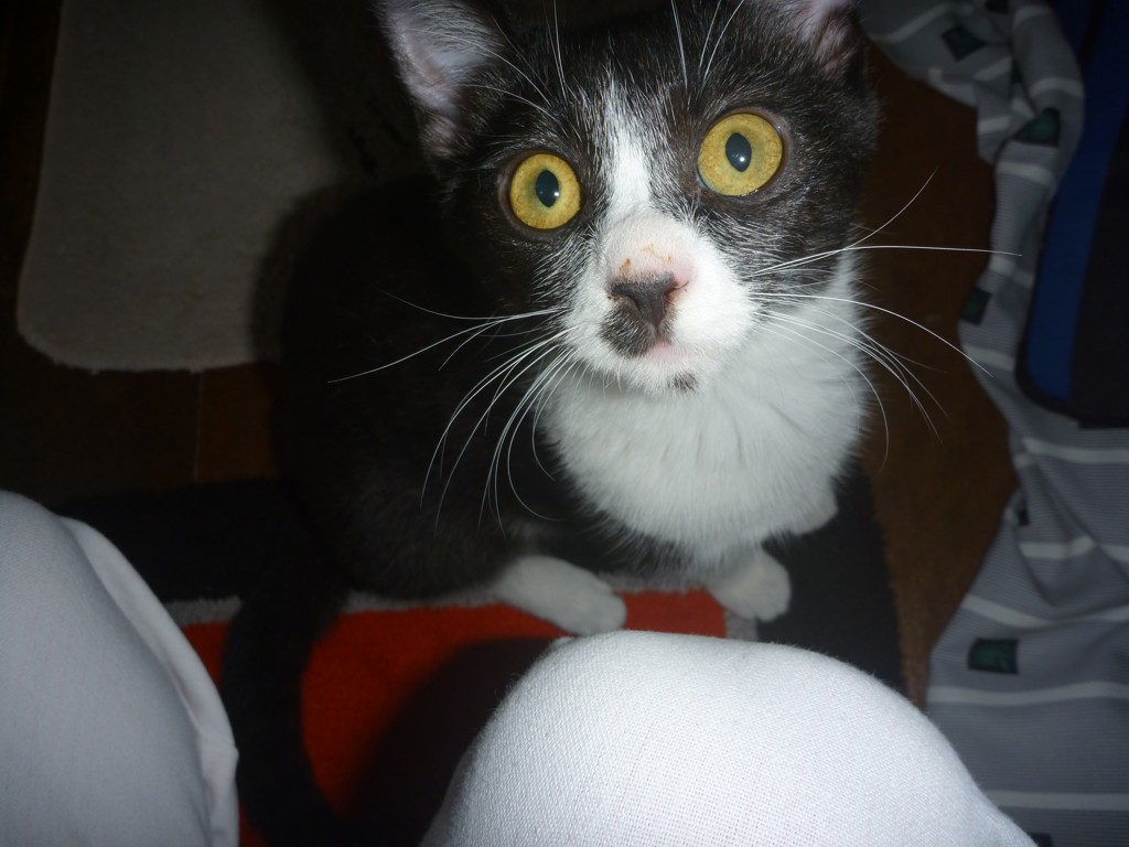 noko