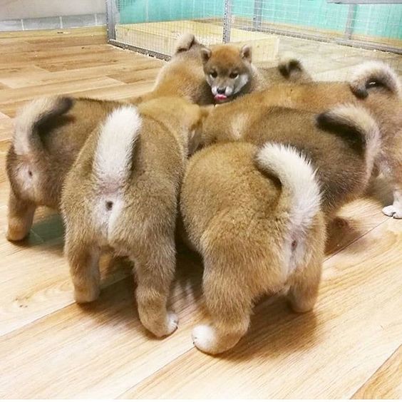 あきこ