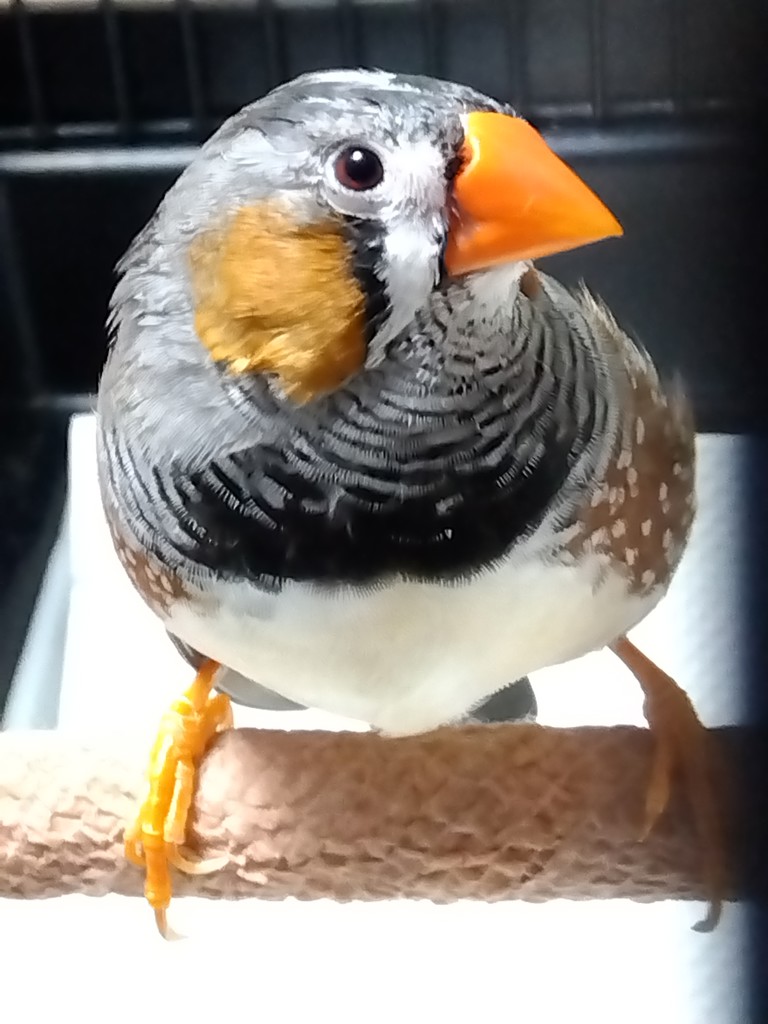 くらぴこ