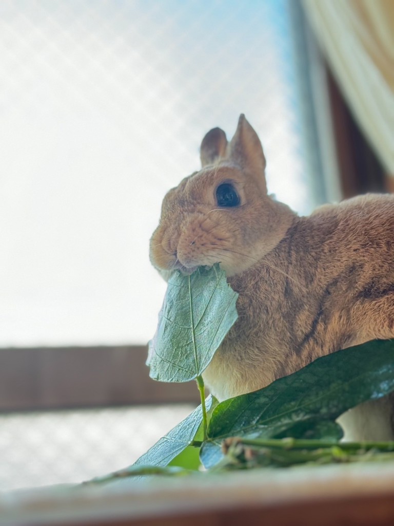 しん