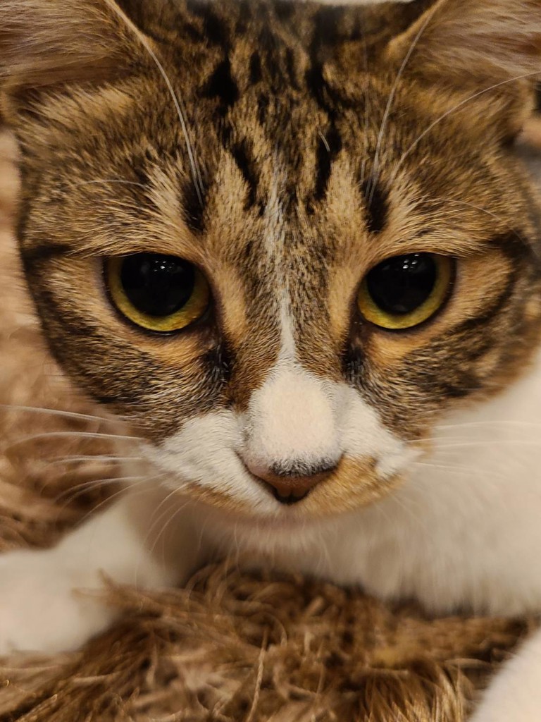 まき