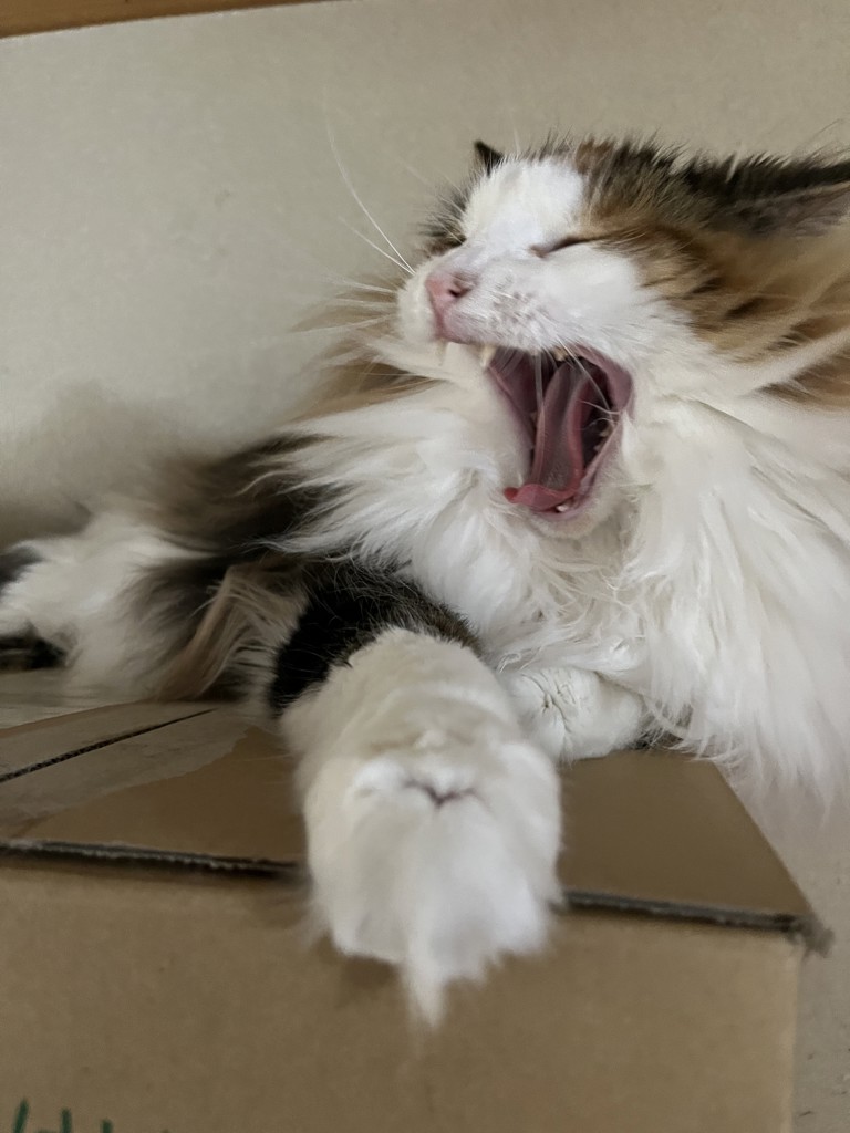 ありぺっぺ