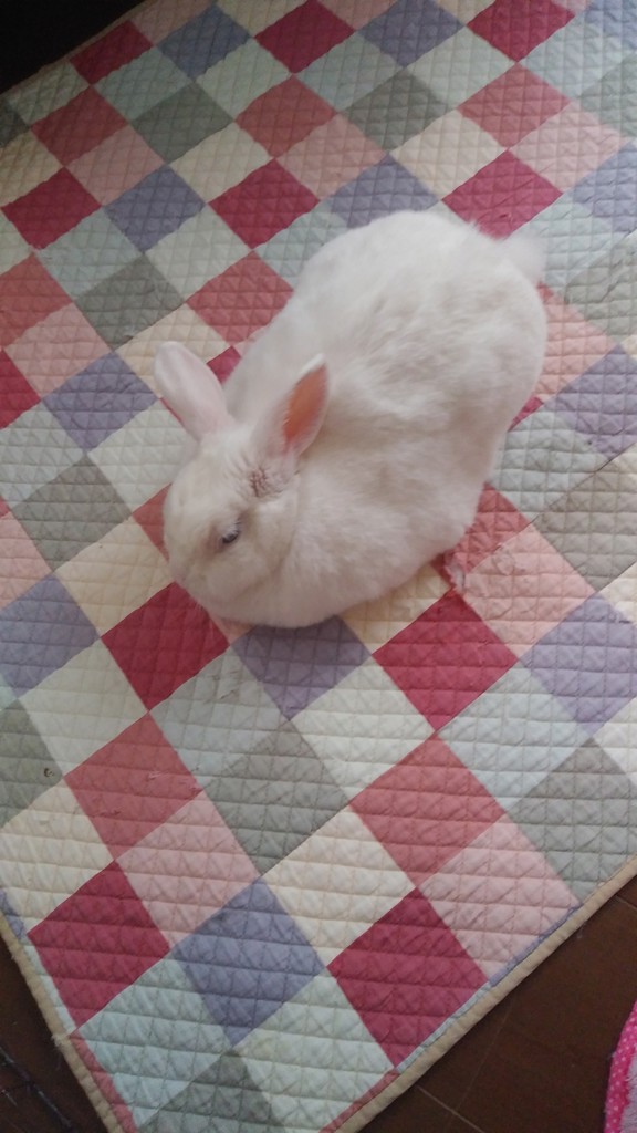 ほそちゃん