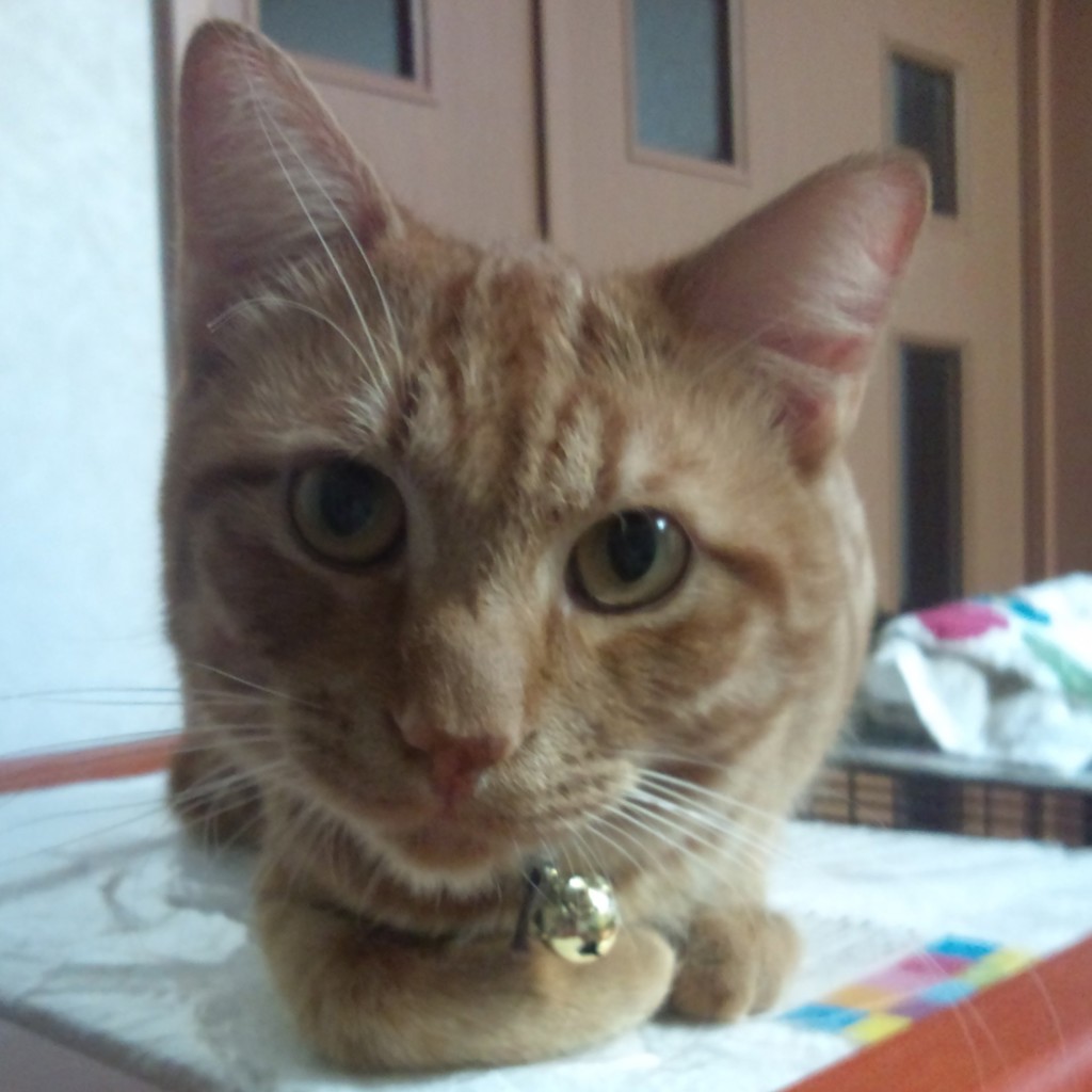 maro