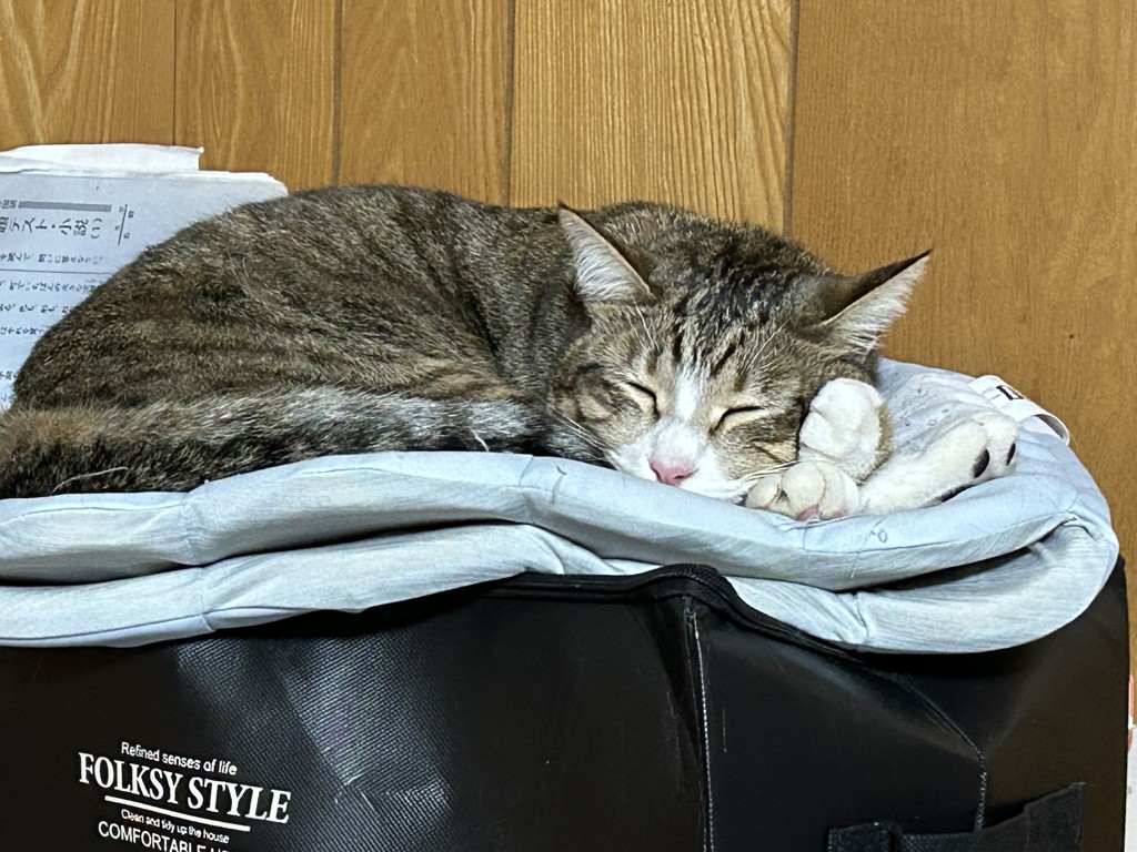 ワイルド