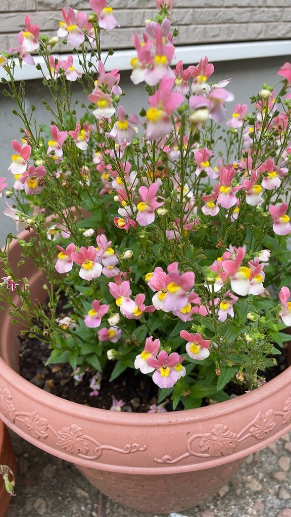 SUKALA】カップ付きボーダーニットロングスリーブトップス(Sサイズ