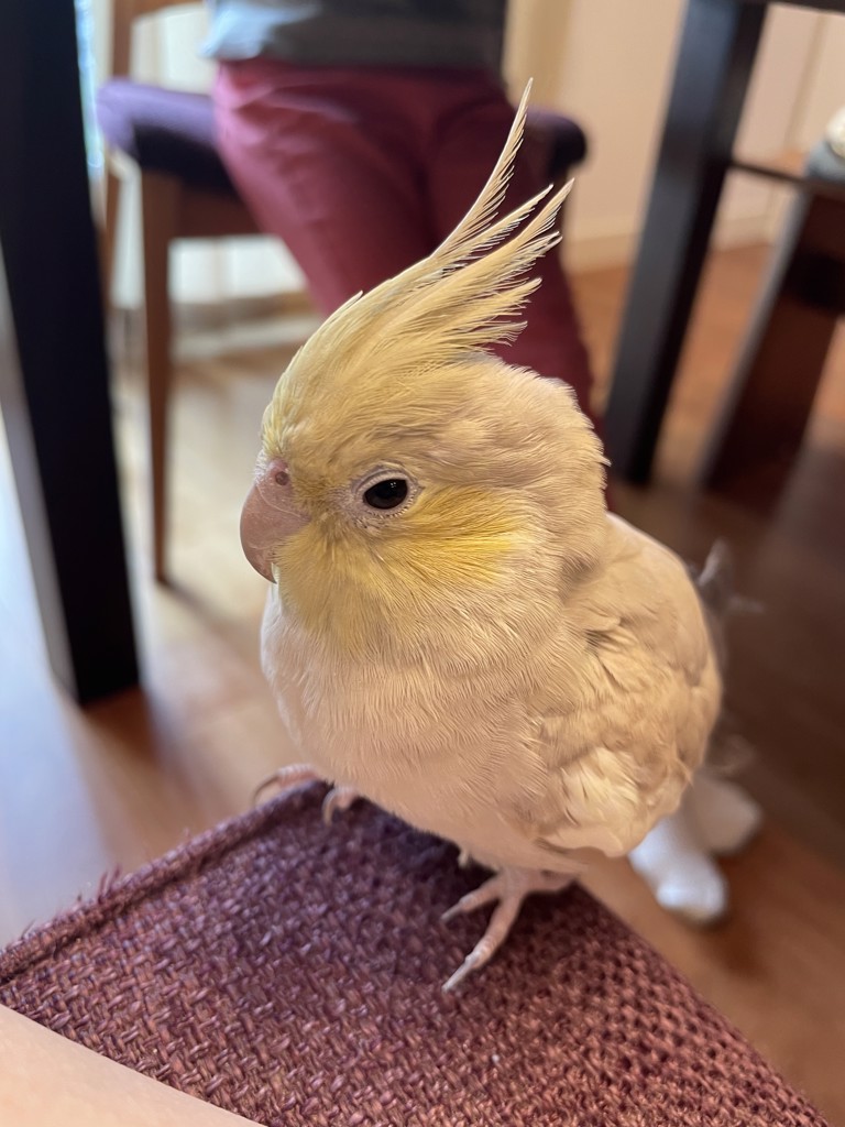 ゆかこ