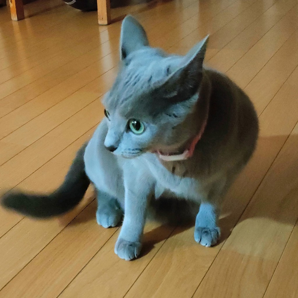 ドルチェパパ