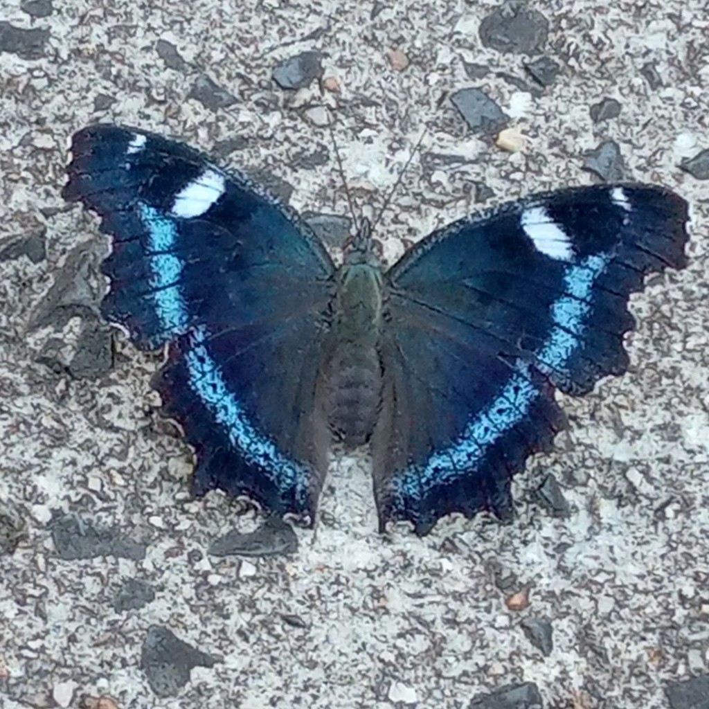 colo