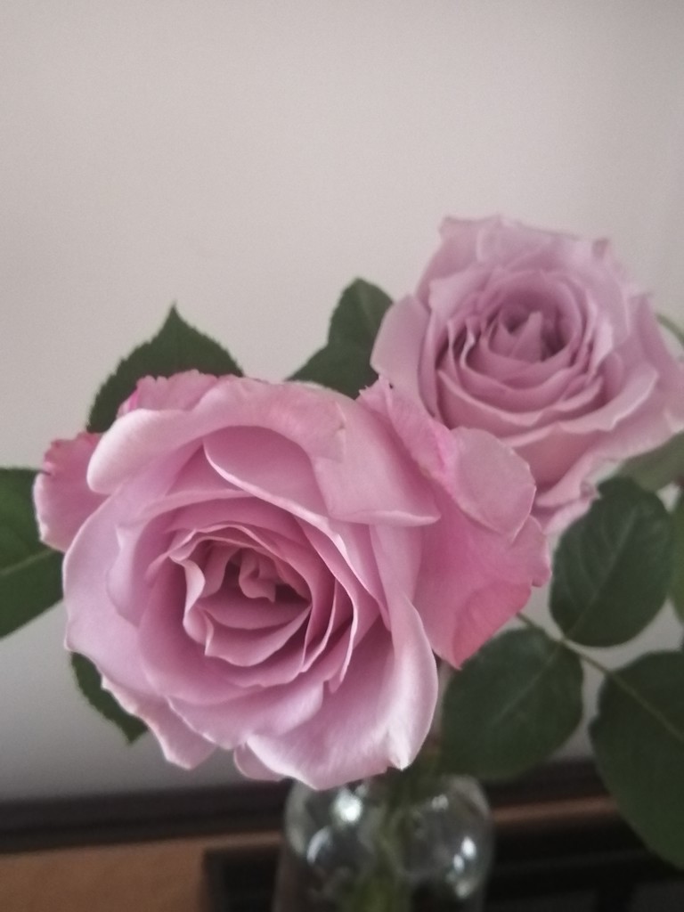 ブルーベリー