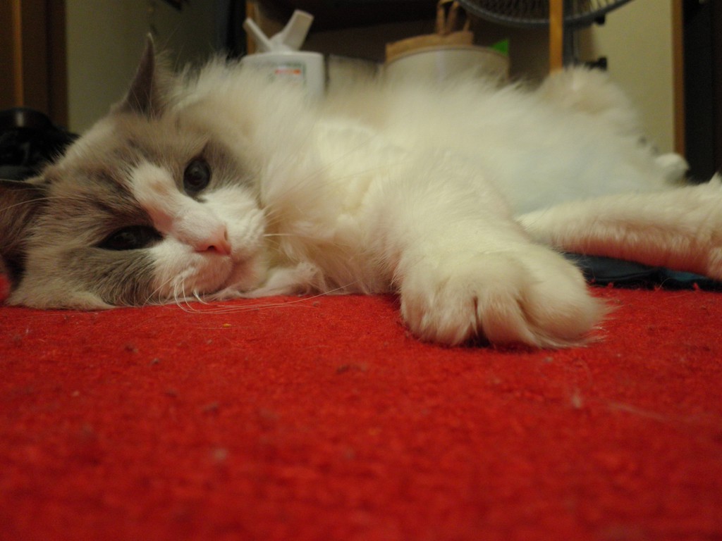 ユーザーアイコン