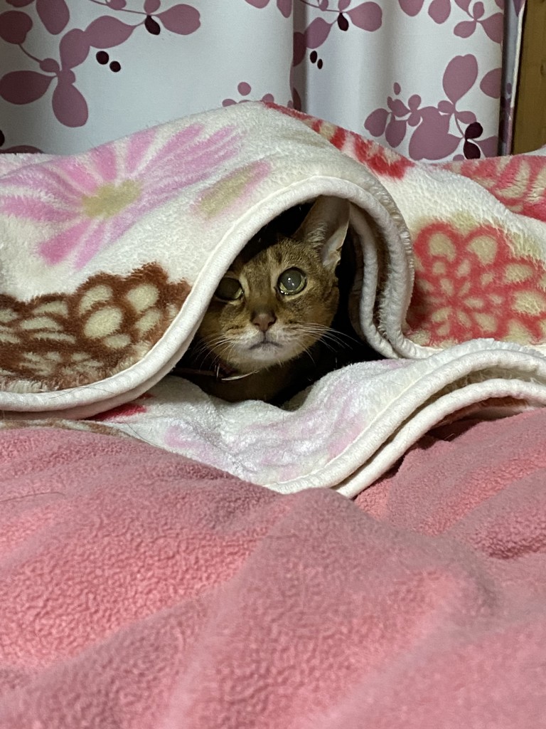 かみぃ