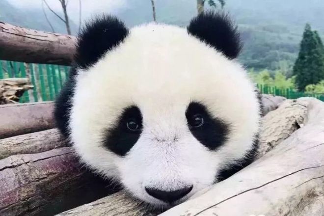 みほ