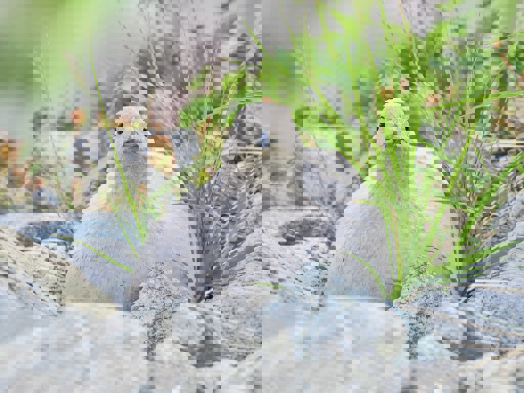 choco