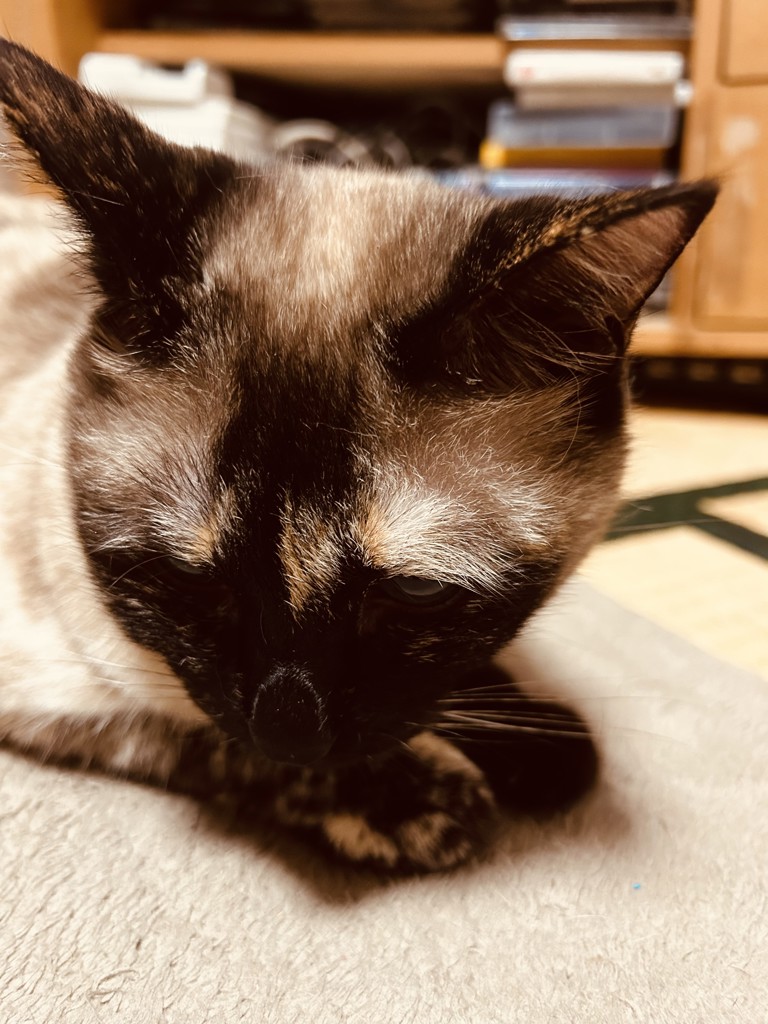 シャム子
