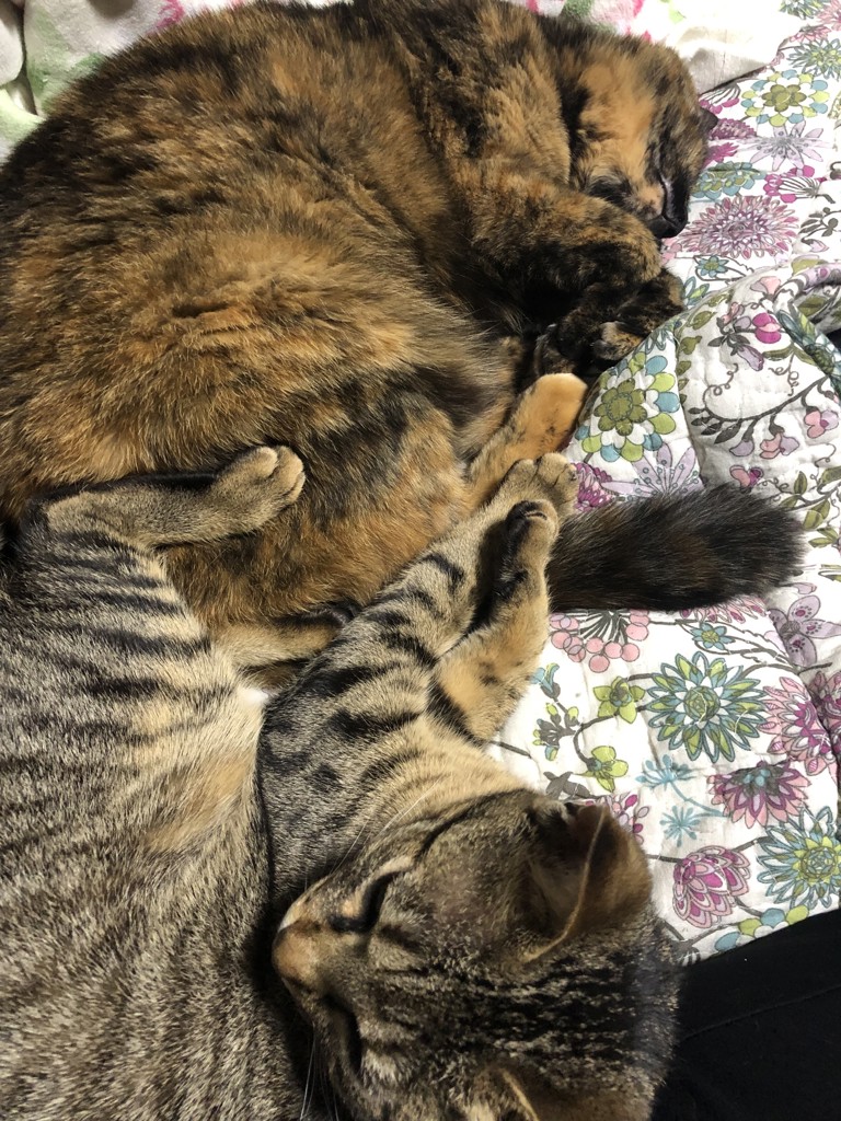 ハソウ