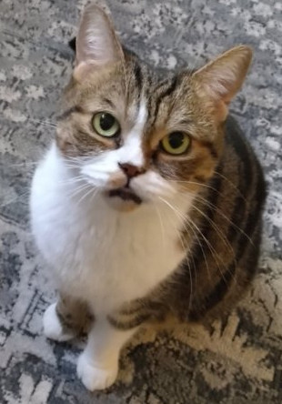 すぶたる