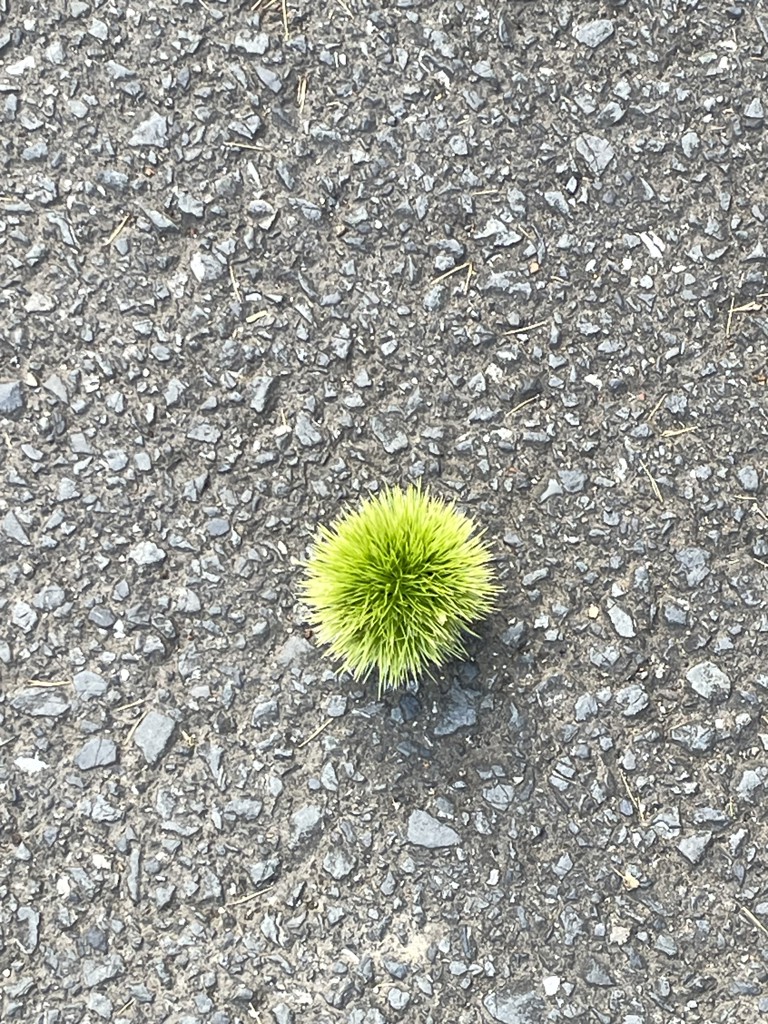 マイミー