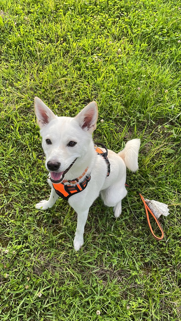 ゆり🐶